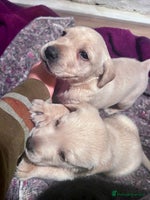 Labrador Retriever dogs - Advert 15