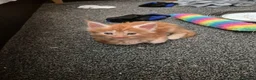 Maine Coon cats for sale: Maine coon kittens  - Advert 5