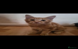 Domestic Shorthair cats for sale: Beautiful kittens need homes - Image 2