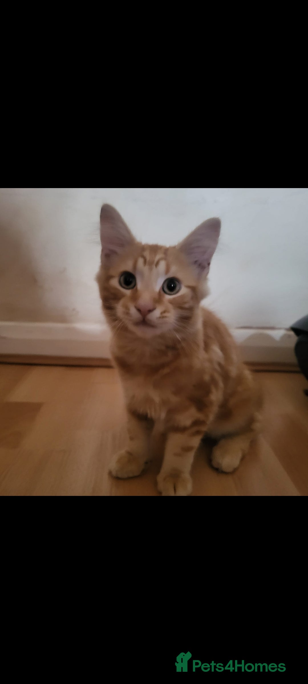 Domestic Shorthair cats for sale: Beautiful kittens need homes - Image 2