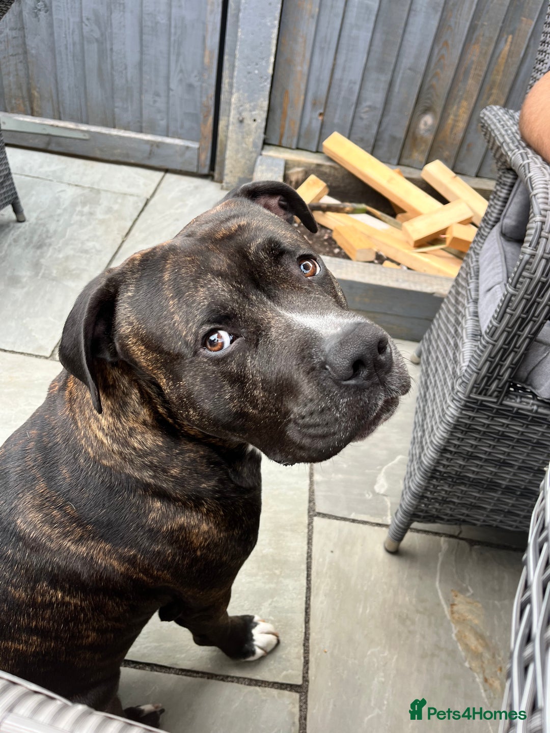 American Bull Staffy dogs for sale: 3 year old American Bull Staffy - Advert 2