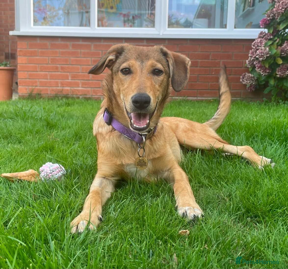 Mixed Breed dogs ORLA - FOR ADOPTION  - Advert 1