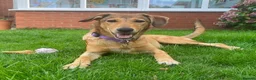 Mixed Breed dogs for adoption: ORLA - FOR ADOPTION  in Aylesbury - Advert 1