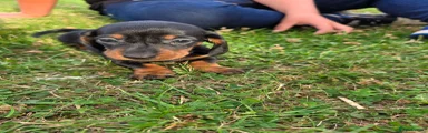 Miniature Dachshund 3