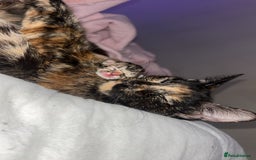 Mixed Breed cats for sale: Kittens  - Image 1