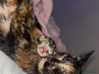 Mixed Breed cats - Advert 1