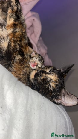 Mixed Breed cats - Advert 3