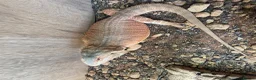 Bearded Dragon reptiles for sale: Female Bearded Dragon with setup - Advert 5