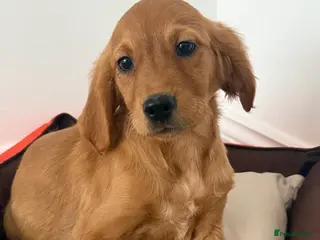 Golden Retriever dogs READY NOW KC Puppies With Health Tested Parents - Advert 5