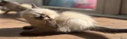 Ragdoll cats for sale: Ragdoll GCCF registered kittens - 9 weeks old - Advert 17