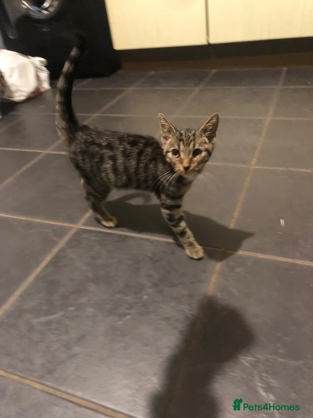 Mixed Breed cats for sale: Family of 3 beautiful cats.  in Felixstowe - Advert 2