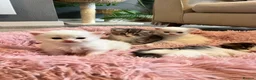 Siberian cats for sale: Four Fluffy kittens - Advert 16
