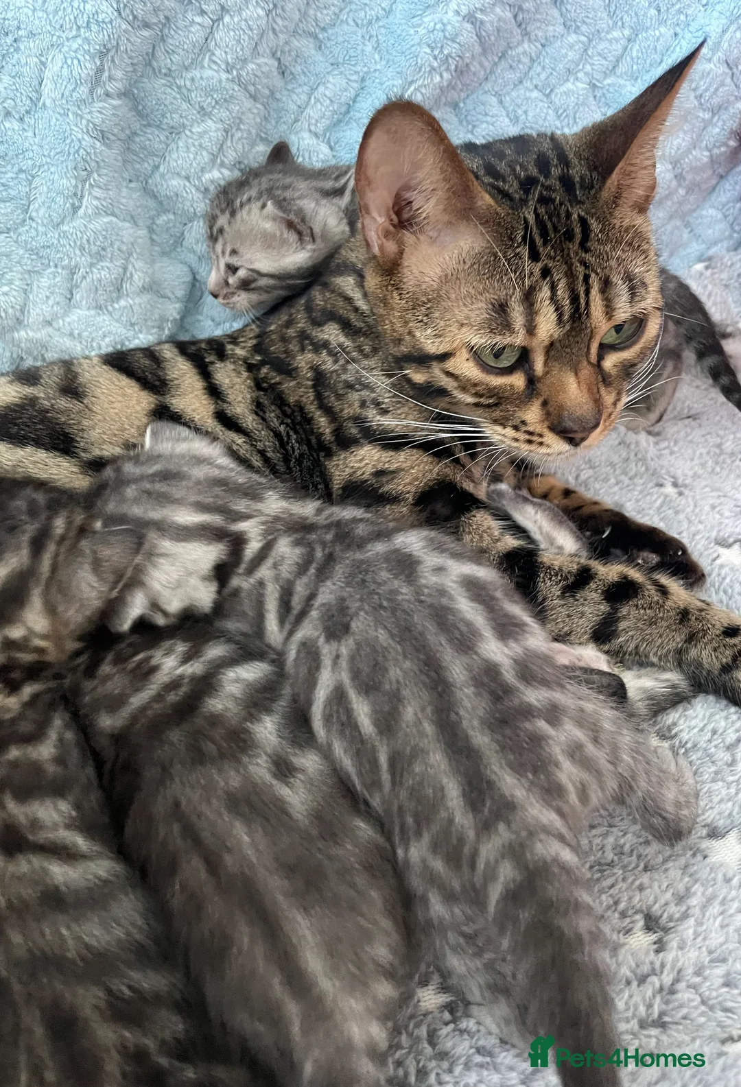 Bengal cats for sale: Incredibly beautiful Bengals kittens TICA  - Advert 16