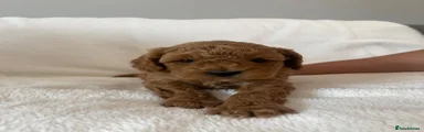 Maltipoo 3