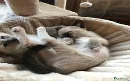 Tonkinese cats for sale: Exquisite Tonkdolls - Image 11