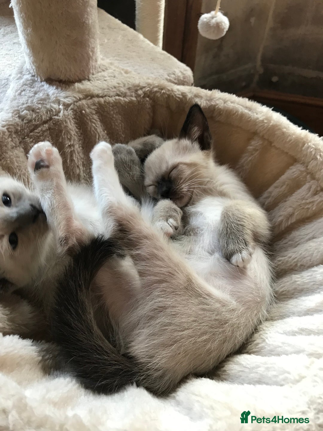 Tonkinese cats for sale: Exquisite Tonkdolls - Image 11