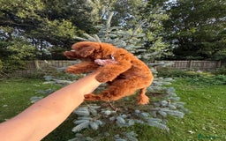 Toy Poodle dogs for sale: Asian teddy face toy poodles boys - Image 21
