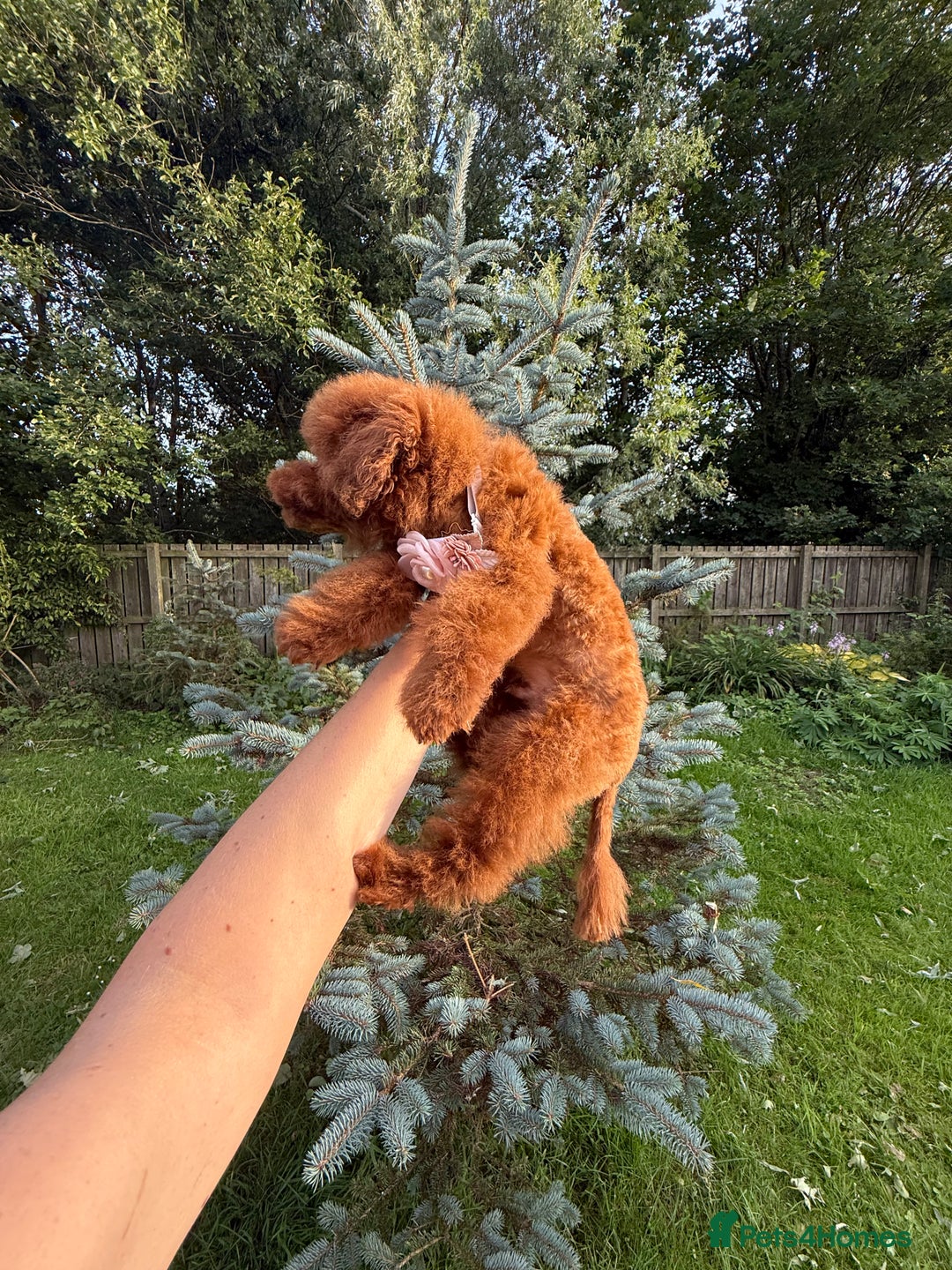 Toy Poodle dogs for sale: Asian teddy face toy poodles boys - Image 21