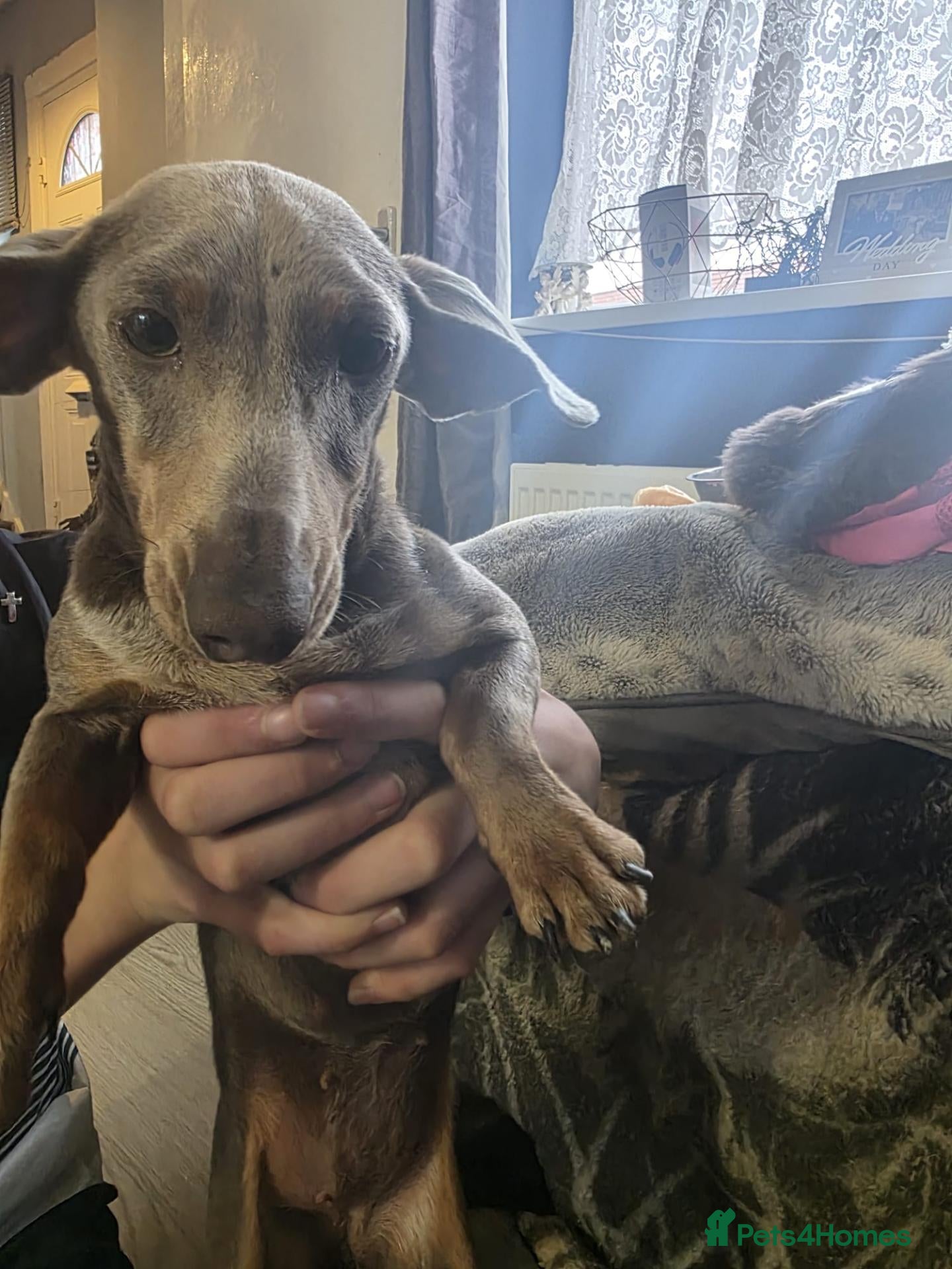 Miniature Dachshund dogs Female dachund forsale - Advert 13