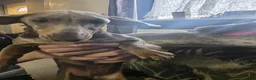 Miniature Dachshund dogs for sale: Female dachund forsale - Advert 1
