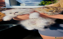 Scottish Fold cats for sale: 💞Beautiful Scottish Fold and Straight kittens🐾 - Image 28