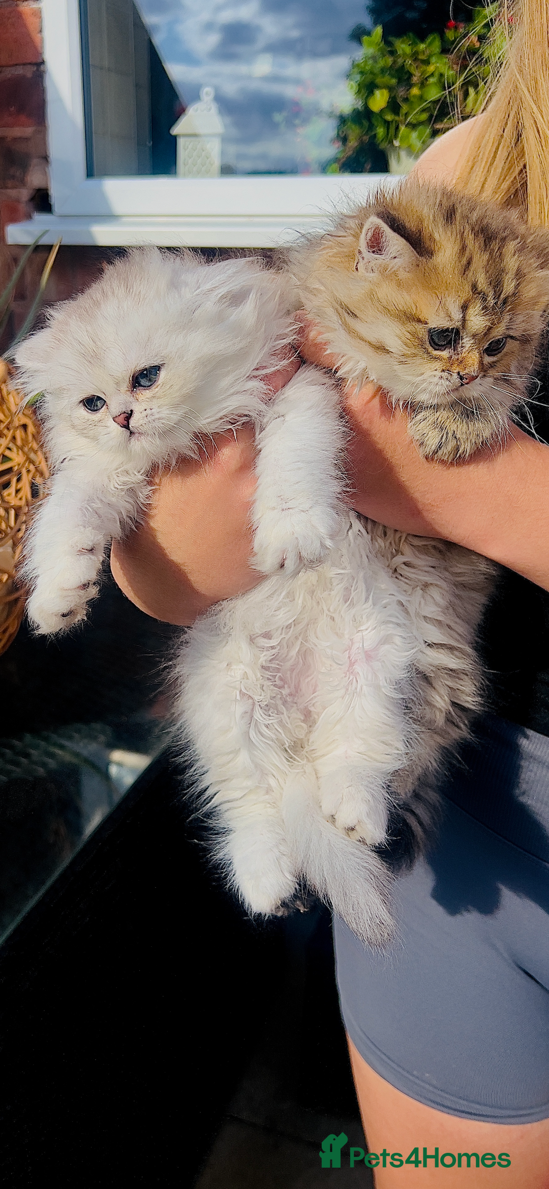 Scottish Fold cats for sale: 💞Beautiful Scottish Fold and Straight kittens🐾 - Image 28