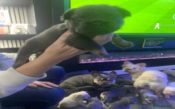 French Bulldog dogs for sale:  French Bulldog beautiful litter of boys and girls - Image 3