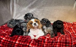 Cavapoo dogs for sale: STUNNING CAVAPOO PUPPIES READY NOW - Image 13