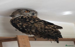 Mixed Breed birds for sale: Parent reared female Eurasian Eagle Owl - Image 2