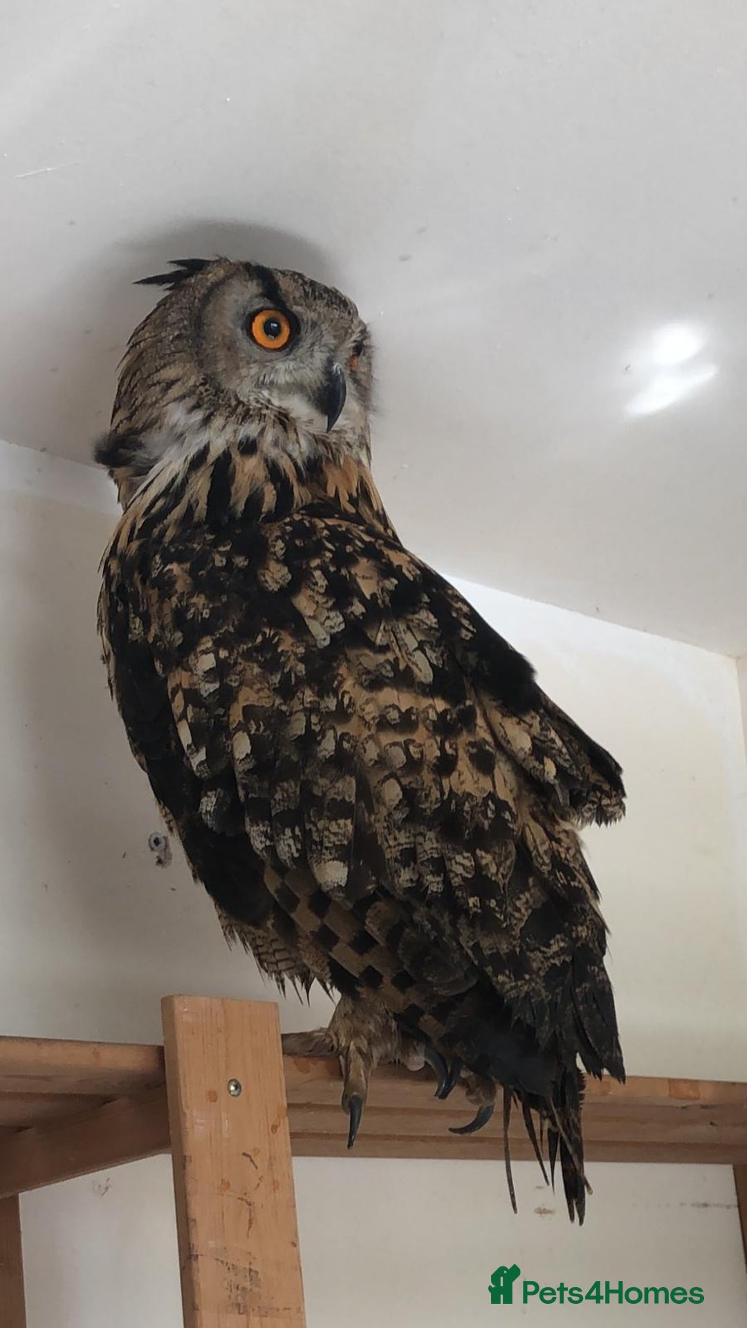Mixed Breed birds for sale: Parent reared female Eurasian Eagle Owl - Image 2