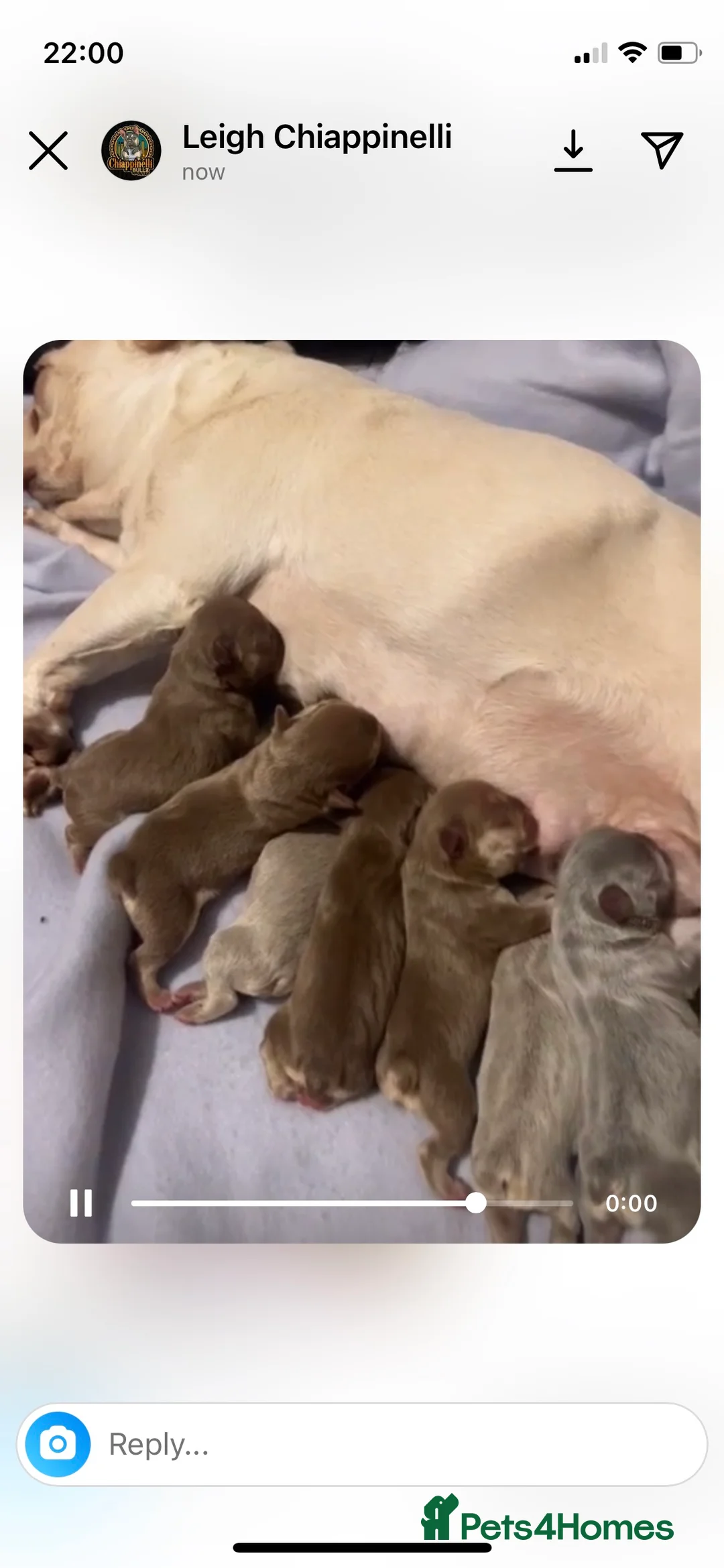 French Bulldog dogs for stud: new shade chocolate and tan carrying fluffy stud in Rochdale - Advert 17