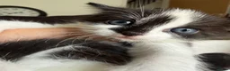 Mixed Breed cats for sale: Mother and girl kitten for sale in Swindon - Advert 3