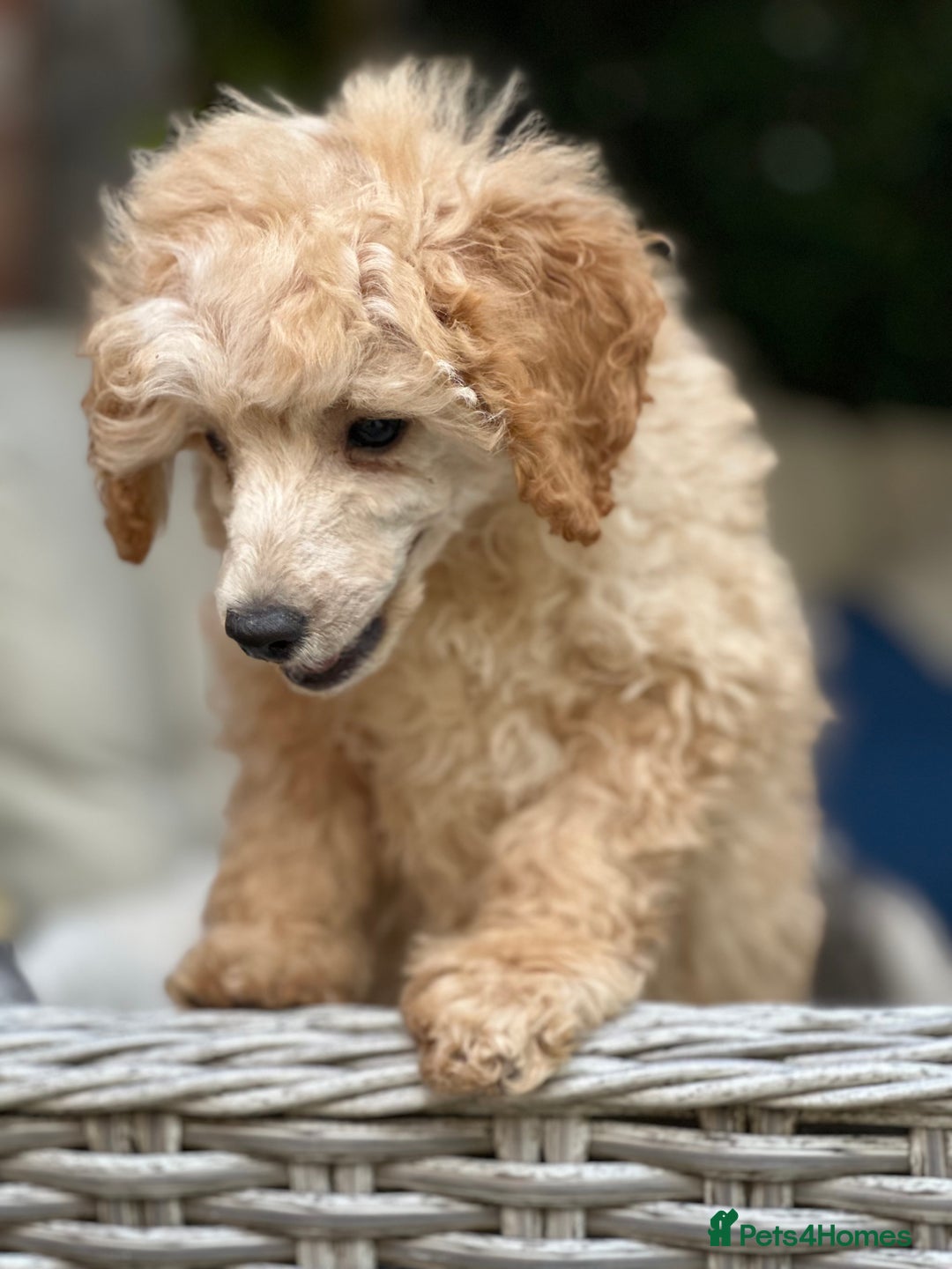 Toy Poodle dogs for sale: Singleton hand reared toy poodle !  - Image 9