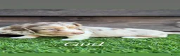 Miniature Dachshund dogs for sale: Miniature dachshunds  - Advert 6