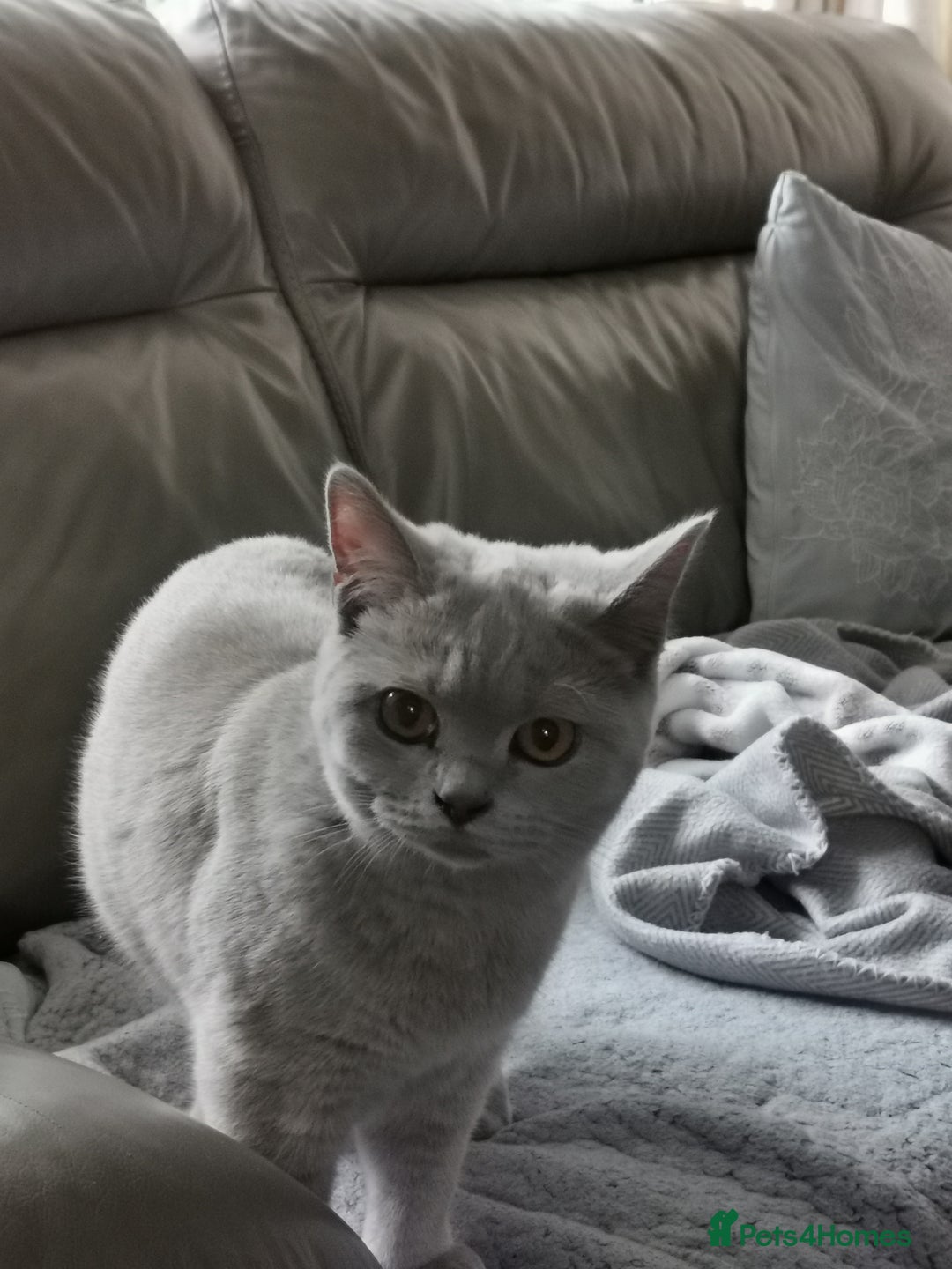 British Shorthair cats for sale: 4 Beautiful British short-hair Blue kittens  - Image 3