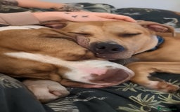 Mixed Breed dogs for sale: Playful, active girl - Image 7