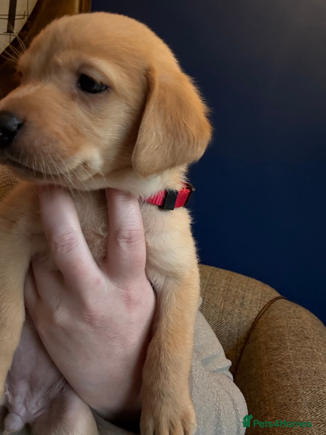 Labrador Retriever dogs for sale: Fox Labrador retriever puppies - Advert 7