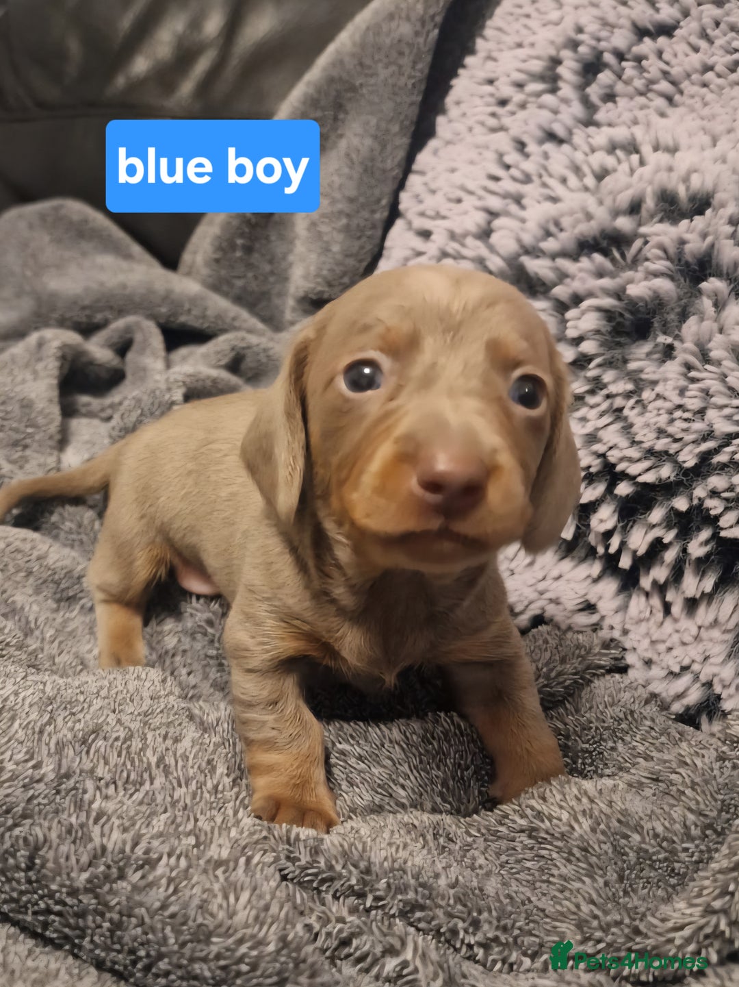 Miniature Dachshund dogs for sale: CHAMPION KC REG MINIATURE DACHSHUND PUPS.  - Image 12