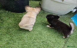 Chihuahua dogs for sale: Long coat Stunning K.C Reg. Puppies **READY NOW** - Image 18