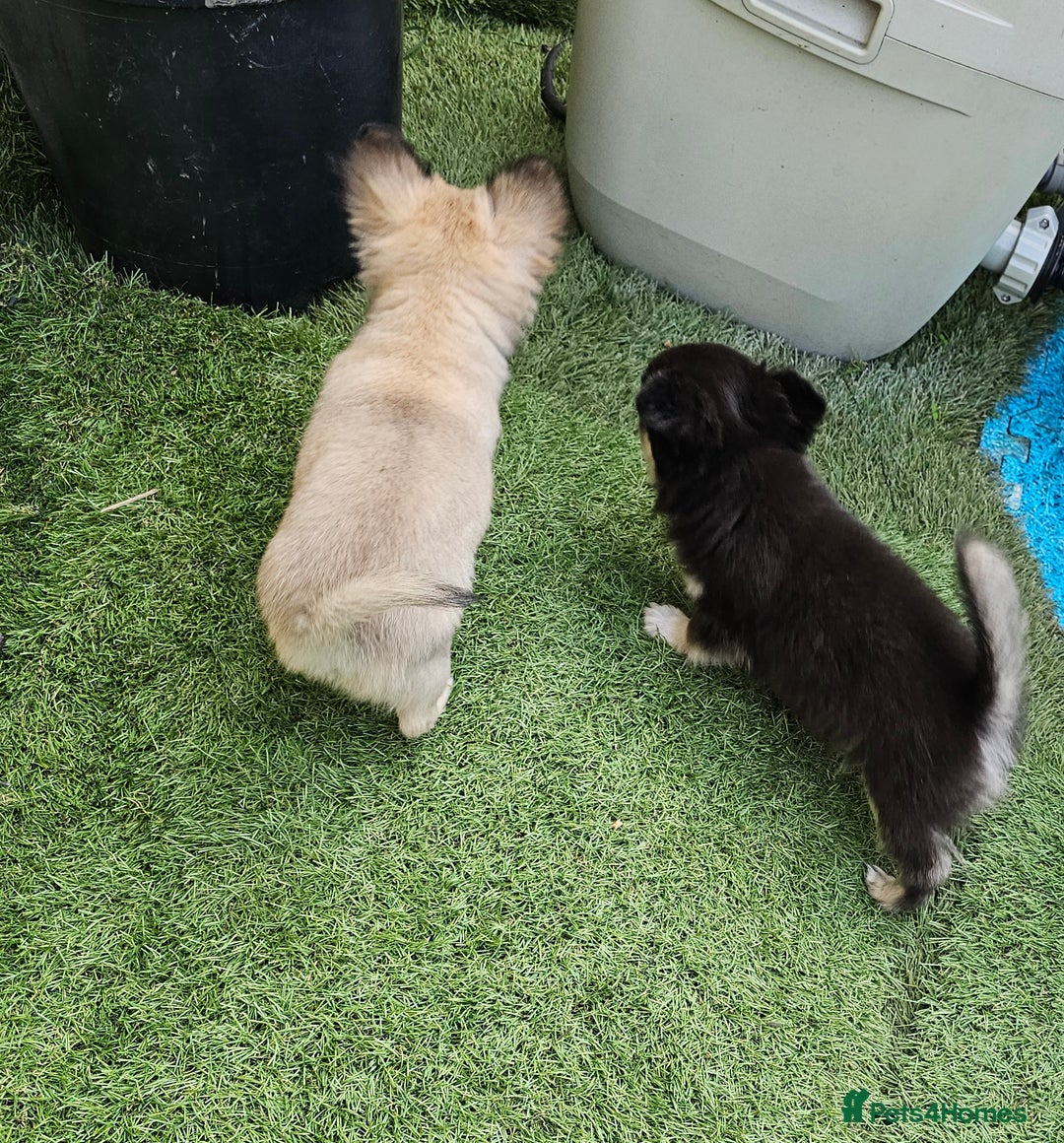 Chihuahua dogs for sale: Long coat Stunning K.C Reg. Puppies **READY NOW** - Image 18