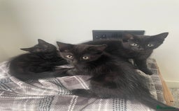 Mixed Breed cats for sale:  Adorable Kittens Ready for Their Forever Homes!  - Image 1