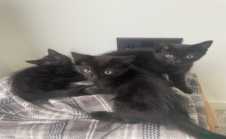 Mixed Breed cats - Advert 1