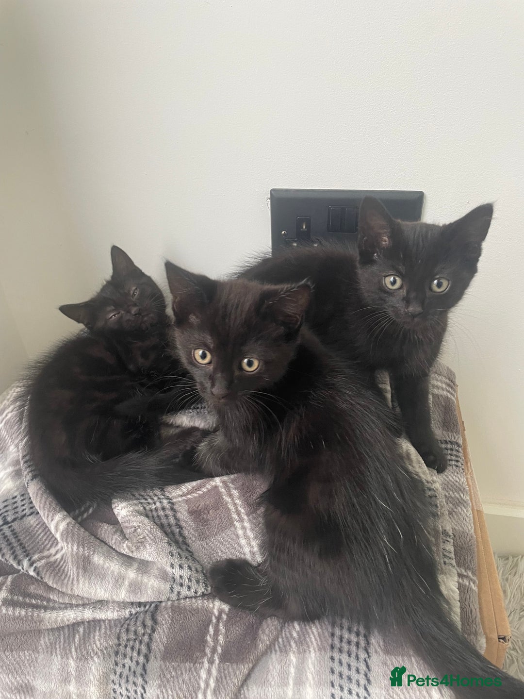 Mixed Breed cats for sale:  Adorable Kittens Ready for Their Forever Homes!  - Image 1