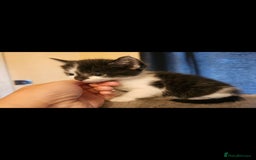 Mixed Breed cats for sale: Lovely kittens - Image 9