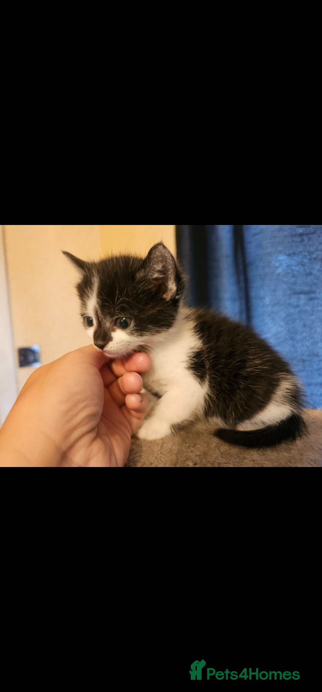 Mixed Breed cats for sale: Lovely kittens - Image 9