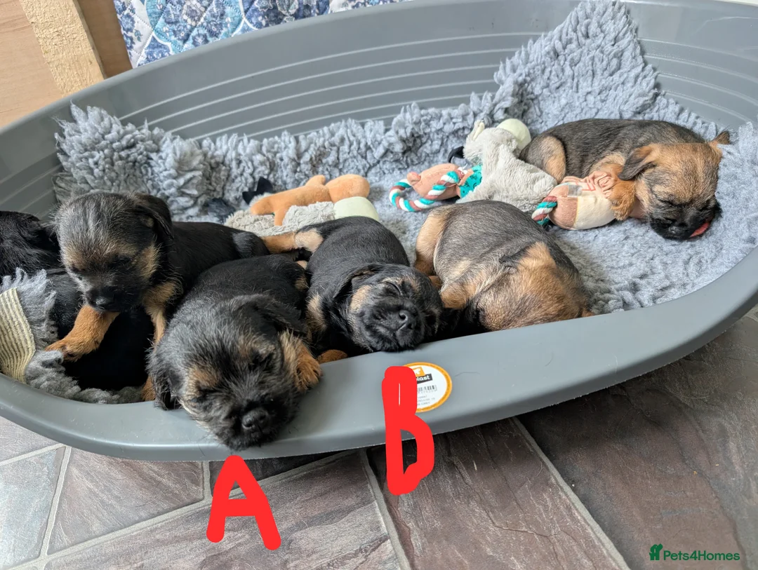 Border Terrier dogs for sale: Beautiful Border Terrier Puppies - Advert 4