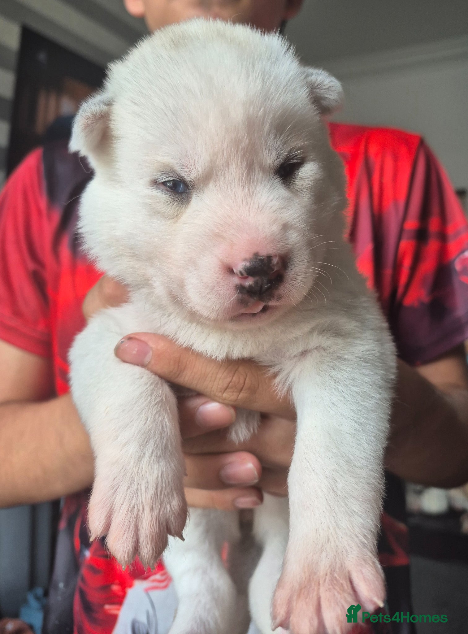 Siberian Husky dogs for sale: Siberian husky puppies  - Advert 4