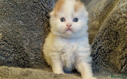 Scottish Fold cats for sale: Six little wonders looking for a new home - Image 4