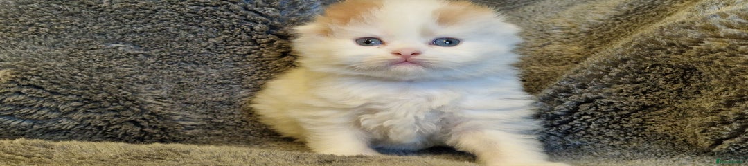 Scottish Fold Kitten 6