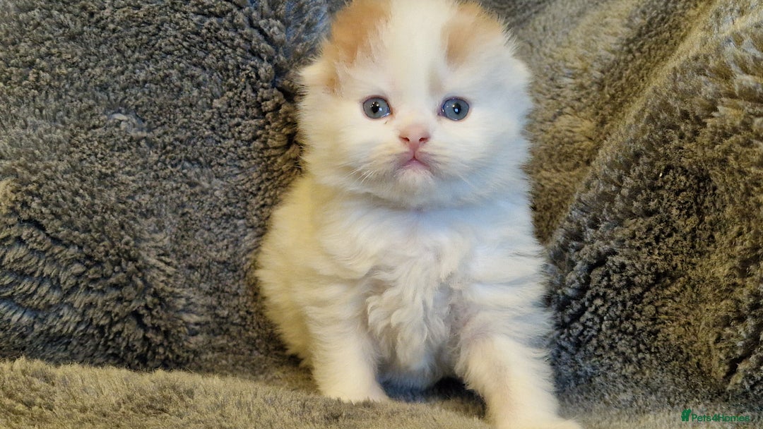 Scottish Fold cats for sale: Six little wonders looking for a new home - Image 4